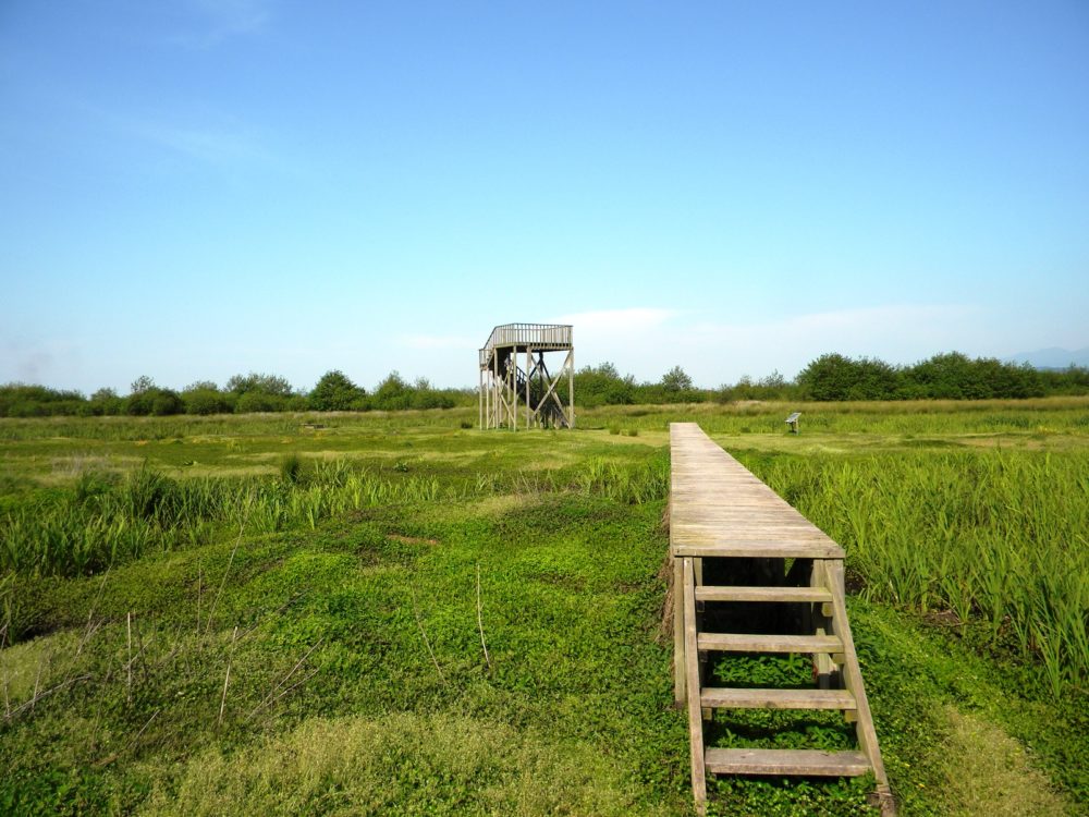Georgian forests and wetlands to be included among UNESCO World Heritage Sites geotv.ge